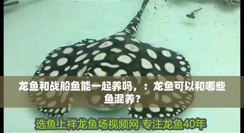 龍魚和戰船魚能一起養嗎，：龍魚可以和哪些魚混養？
