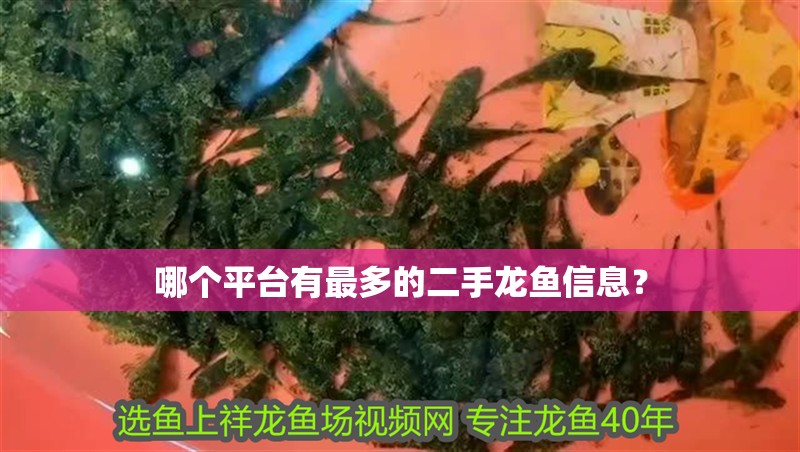 哪個平臺有最多的二手龍魚信息？ 哪個平臺有最多的二手龍魚信息？ 龍魚百科