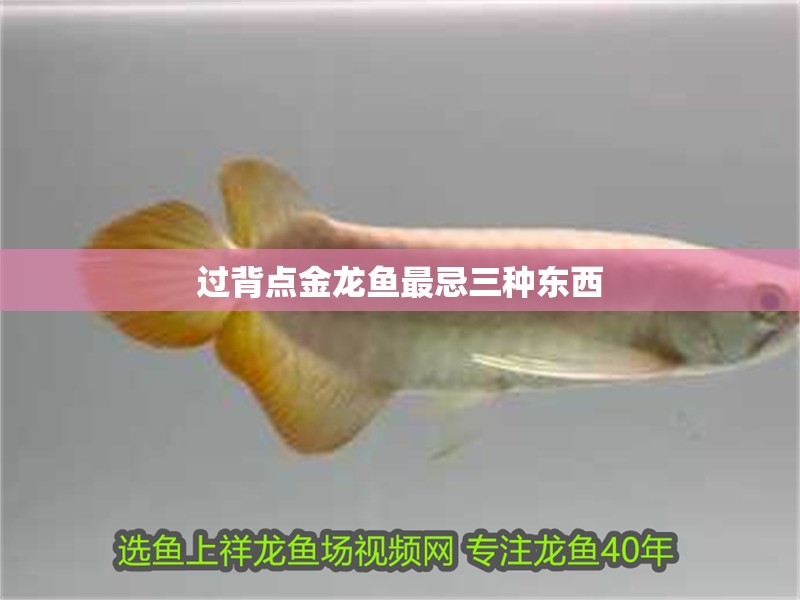 過背點金龍魚最忌三種東西