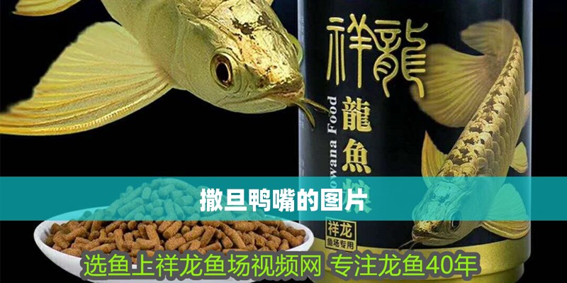 撒旦鴨嘴的圖片 撒旦鴨嘴的圖片 龍魚(yú)論壇