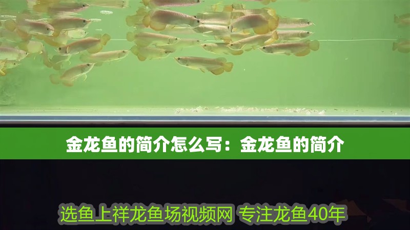 金龍魚的簡介怎么寫：金龍魚的簡介