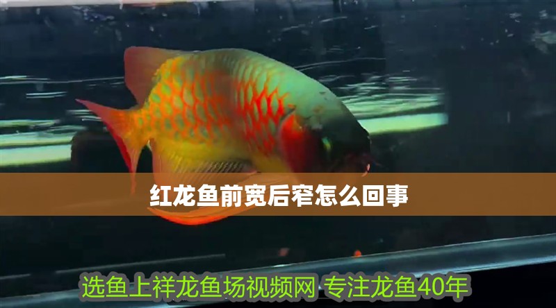 紅龍魚前寬后窄怎么回事