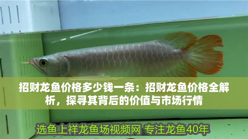 招財龍魚價格多少錢一條：招財龍魚價格全解析，探尋其背后的價值與市場行情