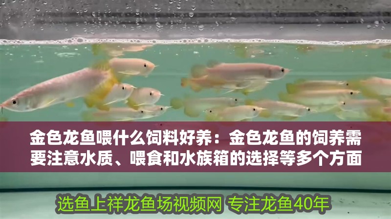 金色龍魚喂什么飼料好養：金色龍魚的飼養需要注意水質、喂食和水族箱的選擇等多個方面