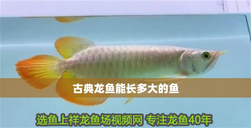 古典龍魚能長多大的魚