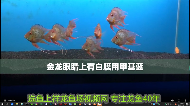 金龍眼睛上有白膜用甲基藍