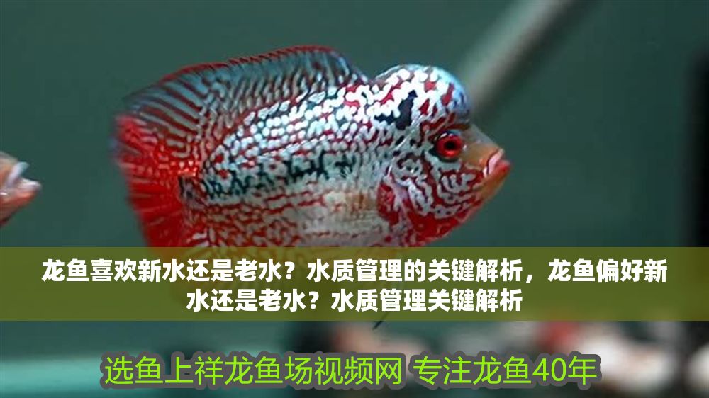 龍魚喜歡新水還是老水？水質管理的關鍵解析，龍魚偏好新水還是老水？水質管理關鍵解析