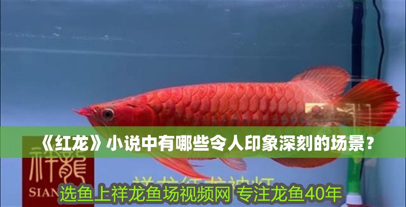 我的虎魚真菌感染了要怎么處理 《紅龍》小說中有哪些令人印象深刻的場景? 龍魚百科 《紅龍》小說中有哪些令人印象深刻的場景? 《紅龍》小說中有哪些令人印象深刻的場景? 龍魚百科