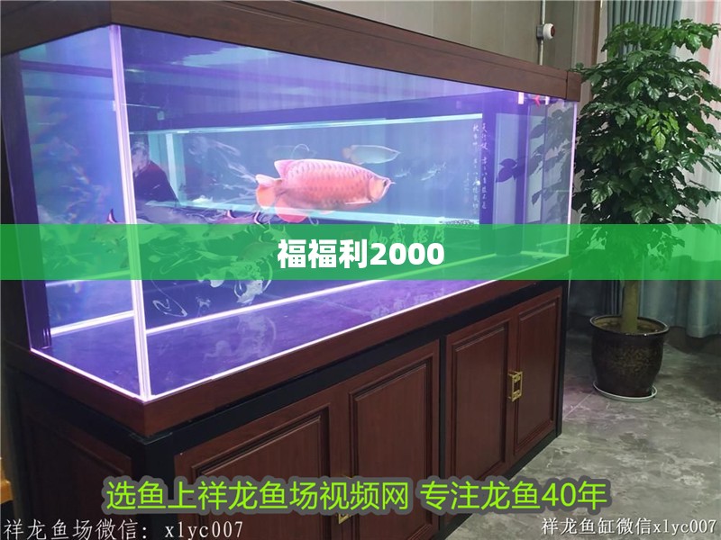 福福利2000