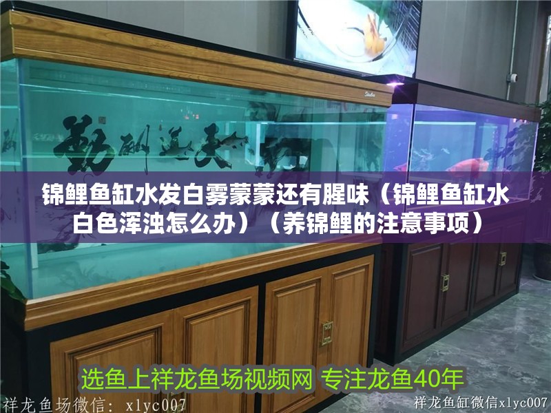 錦鯉魚缸水發白霧蒙蒙還有腥味（錦鯉魚缸水白色渾濁怎么辦）（養錦鯉的注意事項）