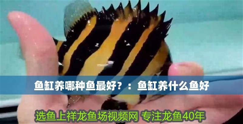 魚缸養哪種魚最好？：魚缸養什么魚好