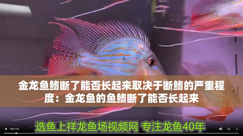 金龍魚鰭斷了能否長起來取決于斷鰭的嚴(yán)重程度：金龍魚的魚鰭斷了能否長起來