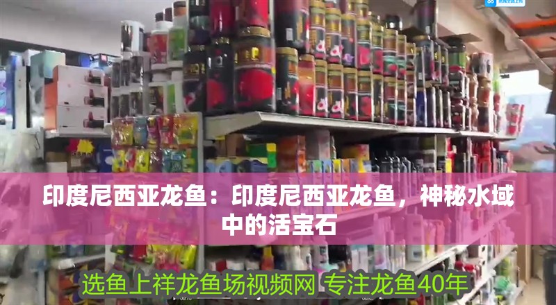 印度尼西亞龍魚(yú)：印度尼西亞龍魚(yú)，神秘水域中的活寶石