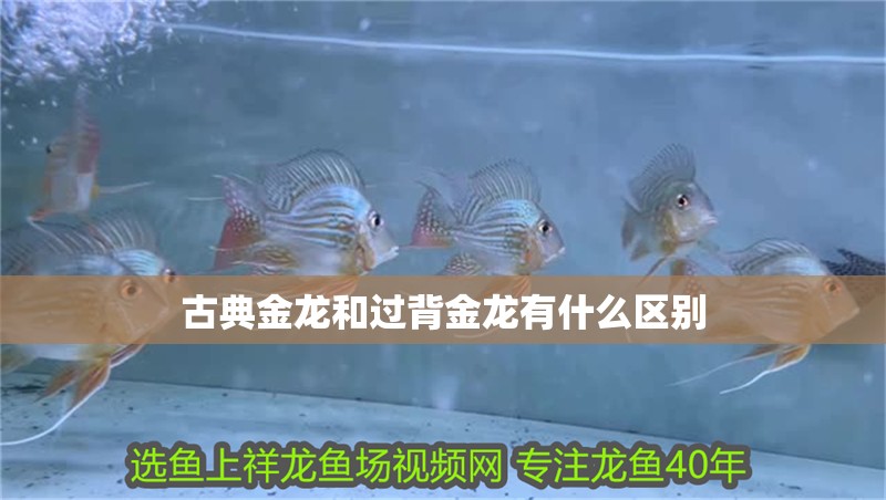 古典金龍和過背金龍有什么區別