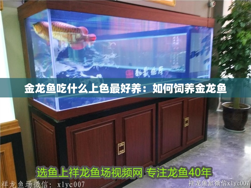 金龍魚吃什么上色最好養：如何飼養金龍魚