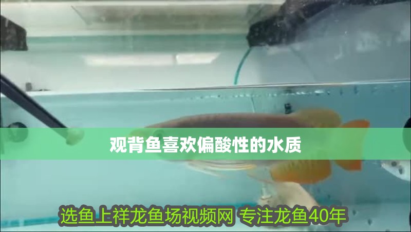 觀背魚喜歡偏酸性的水質