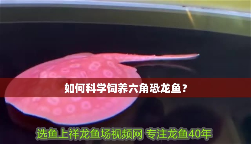 如何科學飼養六角恐龍魚？