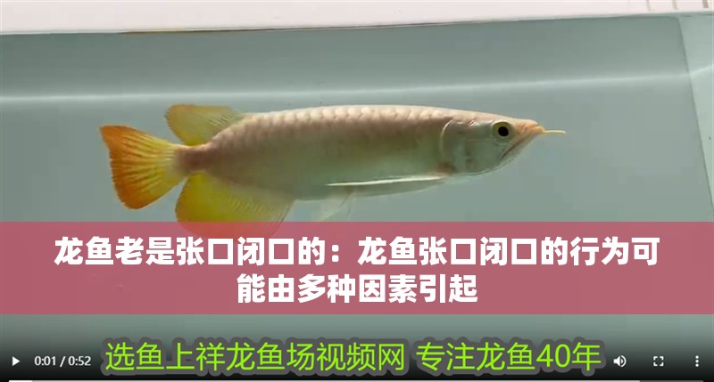 龍魚老是張口閉口的：龍魚張口閉口的行為可能由多種因素引起