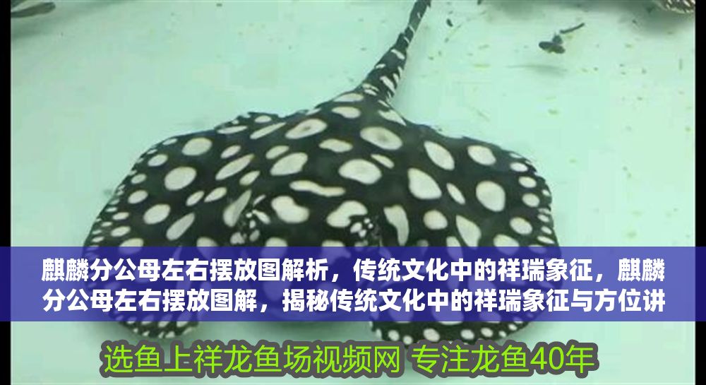 麒麟分公母左右擺放圖解析，傳統文化中的祥瑞象征，麒麟分公母左右擺放圖解，揭秘傳統文化中的祥瑞象征與方位講究