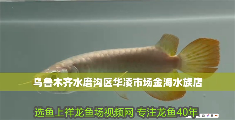 烏魯木齊水磨溝區華凌市場金海水族店