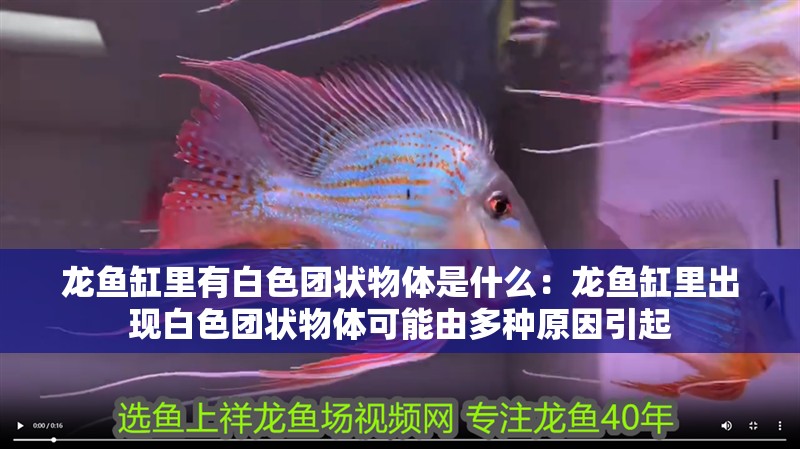 龍魚缸里有白色團(tuán)狀物體是什么：龍魚缸里出現(xiàn)白色團(tuán)狀物體可能由多種原因引起