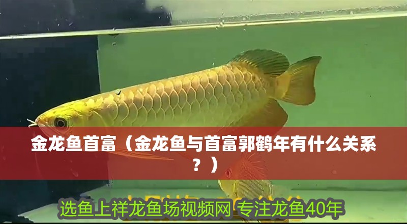金龍魚首富（金龍魚與首富郭鶴年有什么關系？）