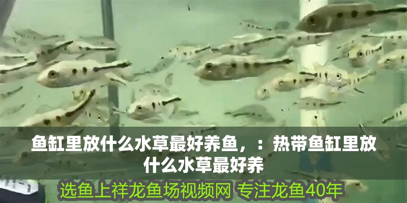 魚缸里放什么水草最好養魚，：熱帶魚缸里放什么水草最好養