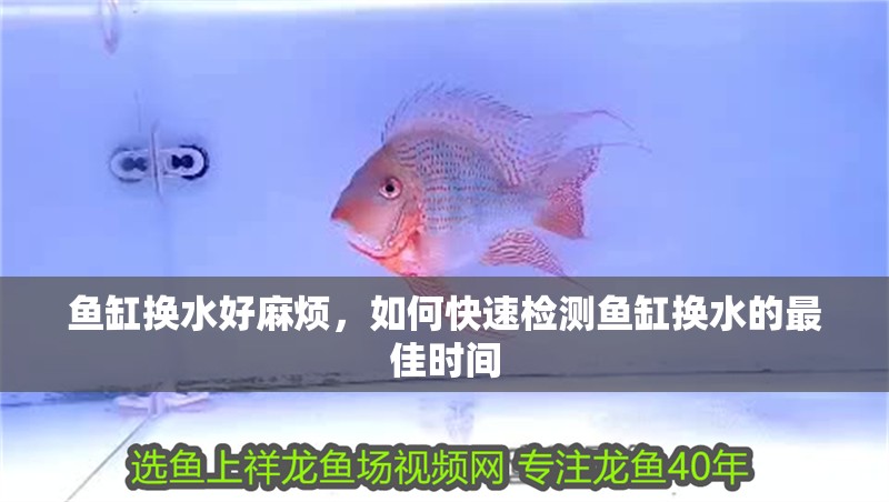 魚缸換水好麻煩，如何快速檢測魚缸換水的最佳時間 魚缸換水好麻煩，如何快速檢測魚缸換水的最佳時間 魚缸百科
