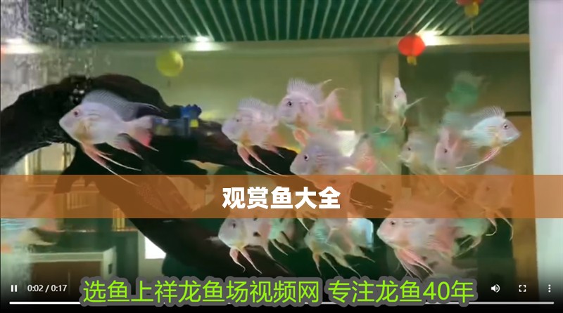 龍魚怕什么 觀賞魚大全 龍魚論壇 觀賞魚大全 觀賞魚大全 龍魚論壇