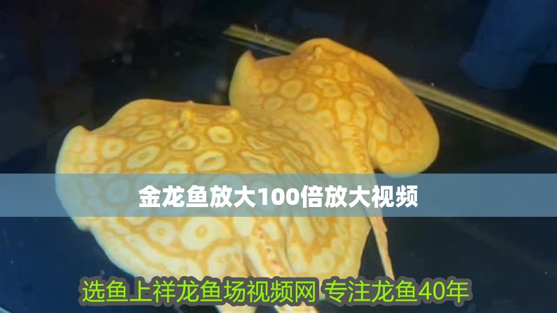 金龍魚放大100倍放大視頻