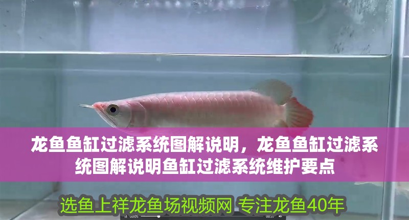 龍魚魚缸過濾系統圖解說明，龍魚魚缸過濾系統圖解說明魚缸過濾系統維護要點