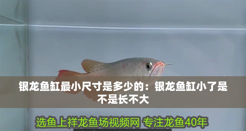 銀龍魚缸最小尺寸是多少的：銀龍魚缸小了是不是長不大