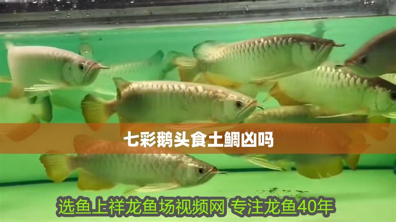 七彩鵝頭食土鯛兇嗎