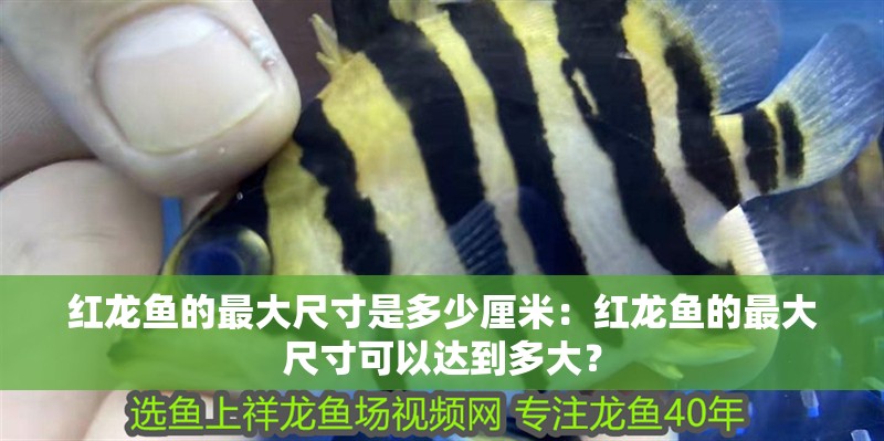 紅龍魚的最大尺寸是多少厘米：紅龍魚的最大尺寸可以達到多大？