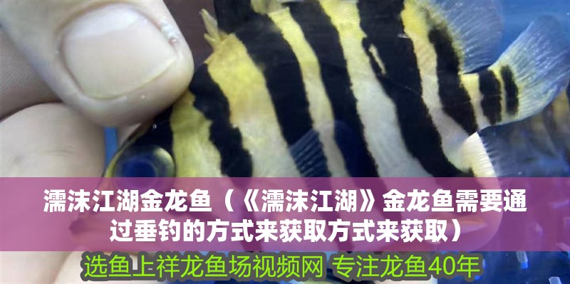 濡沫江湖金龍魚（《濡沫江湖》金龍魚需要通過(guò)垂釣的方式來(lái)獲取方式來(lái)獲取）