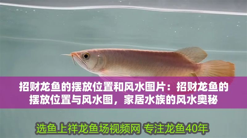 招財(cái)龍魚的擺放位置和風(fēng)水圖片：招財(cái)龍魚的擺放位置與風(fēng)水圖，家居水族的風(fēng)水奧秘