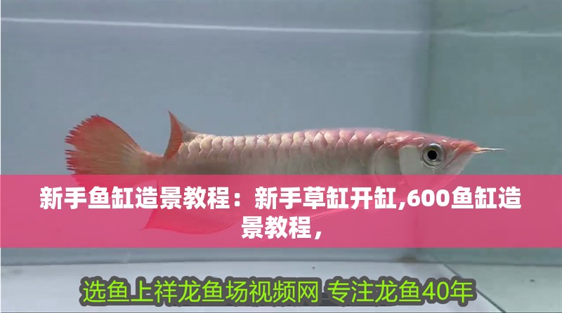 新手魚缸造景教程：新手草缸開缸,600魚缸造景教程，