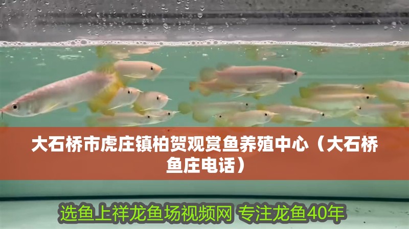 大石橋市虎莊鎮(zhèn)柏賀觀賞魚養(yǎng)殖中心（大石橋魚莊電話）
