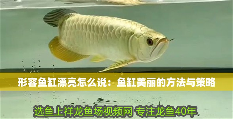 形容魚缸漂亮怎么說：魚缸美麗的方法與策略