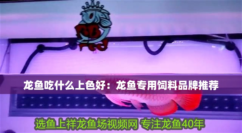 龍魚吃什么上色好：龍魚專用飼料品牌推薦