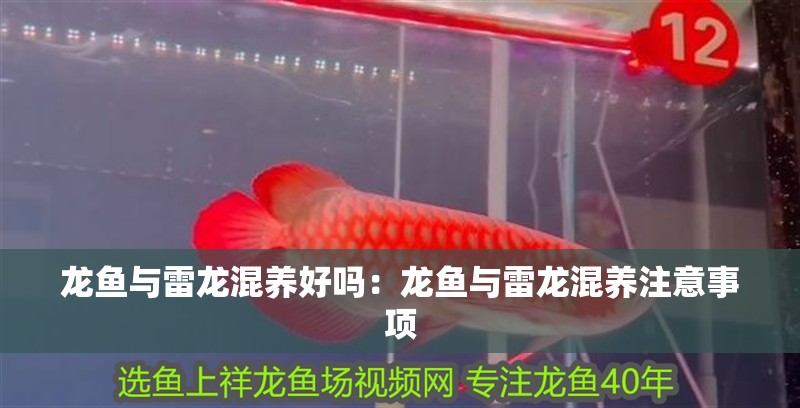 龍魚與雷龍混養好嗎：龍魚與雷龍混養注意事項