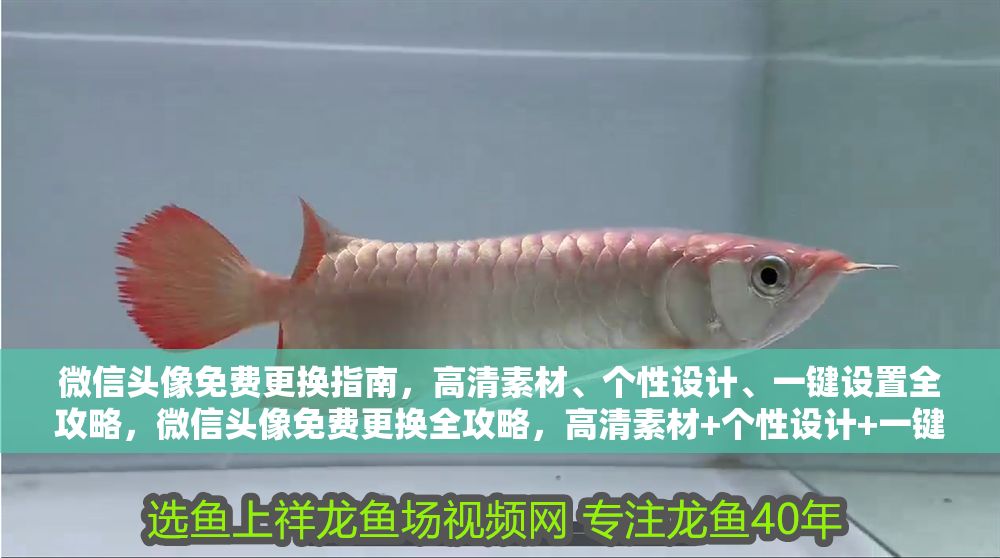 微信頭像免費更換指南，高清素材、個性設計、一鍵設置全攻略，微信頭像免費更換全攻略，高清素材+個性設計+一鍵設置技巧