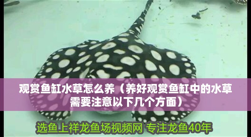 魚缸用增氧泵價格是多少:魚缸增氧機(jī)-xtrac增氧機(jī)-xtrac增氧機(jī) 觀賞魚缸水草怎么養(yǎng)(養(yǎng)好觀賞魚缸中的水草需要注意以下幾個方面) 魚缸百科 觀賞魚缸水草怎么養(yǎng)(養(yǎng)好觀賞魚缸中的水草需要注意以下幾個方面) 觀賞魚缸水草怎么養(yǎng)(養(yǎng)好觀賞魚缸中的水草需要注意以下幾個方面) 魚缸百科