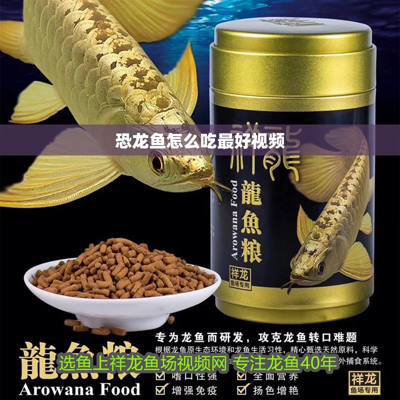 恐龍魚怎么吃最好視頻