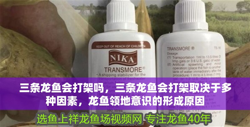 三條龍魚會打架嗎，三條龍魚會打架取決于多種因素，龍魚領地意識的形成原因
