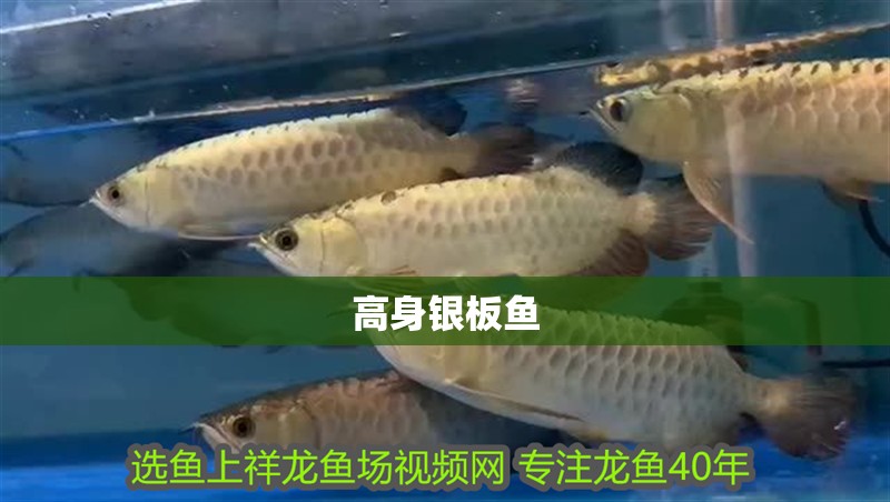 高身銀板魚