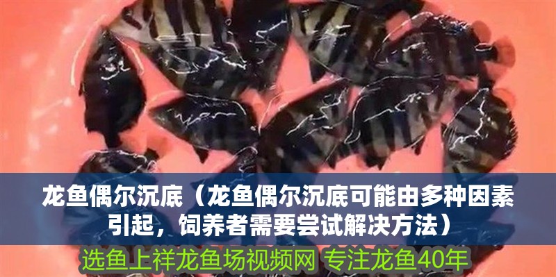 龍魚偶爾沉底（龍魚偶爾沉底可能由多種因素引起，飼養者需要嘗試解決方法）