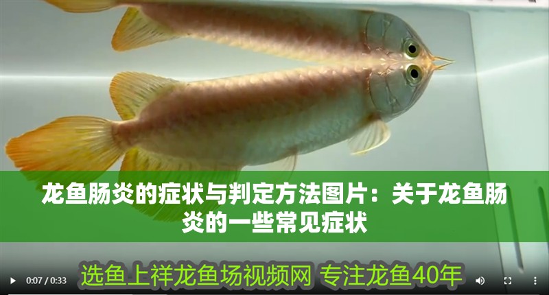 龍魚腸炎的癥狀與判定方法圖片：關(guān)于龍魚腸炎的一些常見癥狀