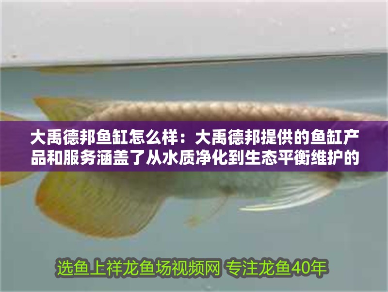 大禹德邦魚缸怎么樣：大禹德邦提供的魚缸產品和服務涵蓋了從水質凈化到生態平衡維護的多個方面