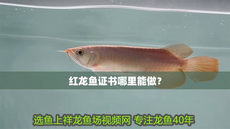 紅龍魚證書哪里能做？